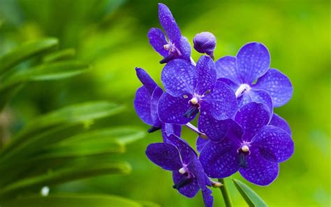 free orchid pics